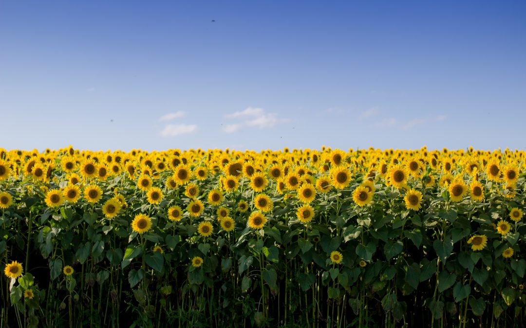 All About Kansas: Land of Sunflowers, Tornadoes & a Lucky Tree