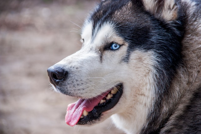 Siberian husky
