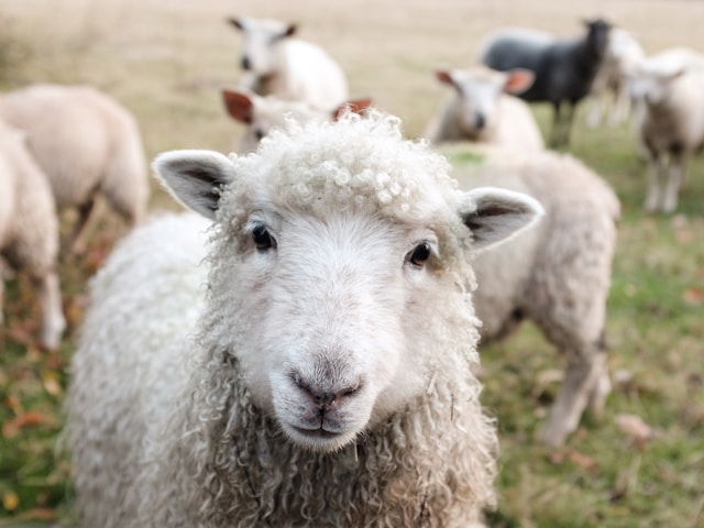 Sheep Facts for Kids