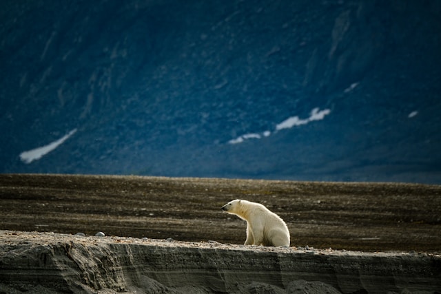 climate change impact on animals