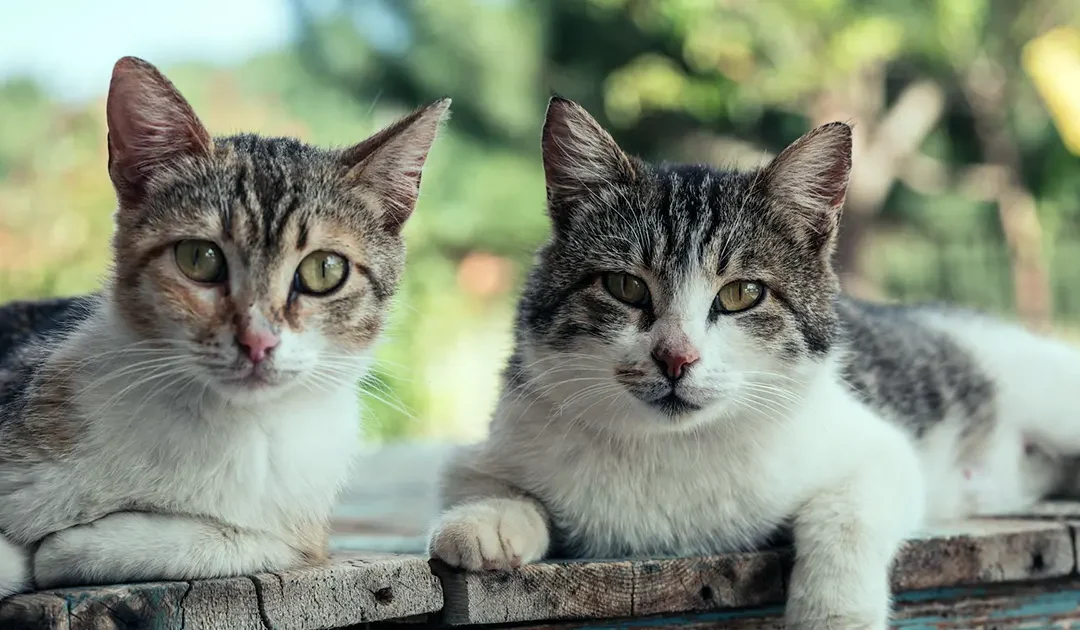 All About Cats: Who’s Really in Charge?